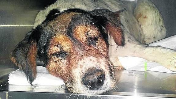 Una vecina de Villanueva de Duero rescata del río un perro malherido