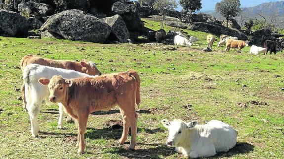Industria y productores de vacuno de carne se unen para buscar nuevos mercados