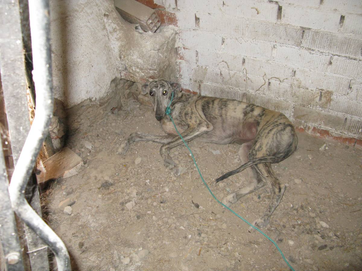 El Seprona denuncia más de 200 infracciones de dueños de animales en lo que va de año