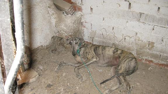 El Seprona denuncia 200 infracciones de dueños de animales en lo que va de año