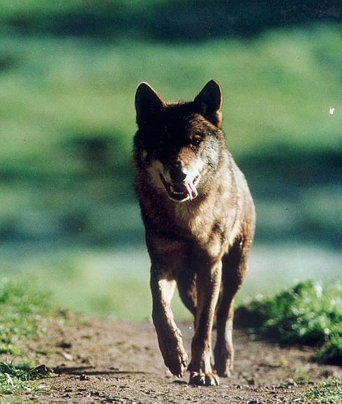 Un ataque de lobos en una explotación de San Román de los Infantes se salda con ocho ovejas muertas