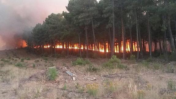 La Junta calcula que el incendio de Latedo ha afectado a casi 190 hectáreas de pinar