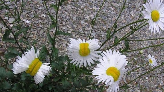 Las flores mutantes de Fukushima