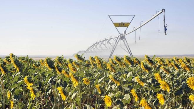 El precio del girasol alcanzará esta temporada los 400 euros por tonelada