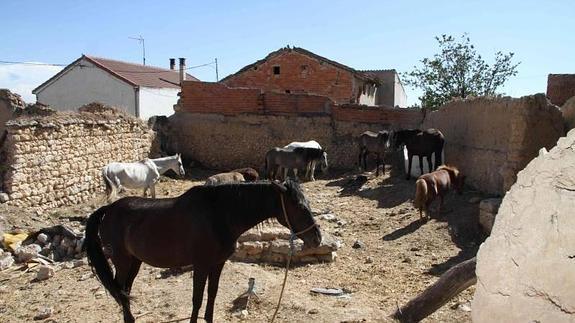 Los caballos de Manzanillo ya comen y beben gracias a la colaboración vecinal