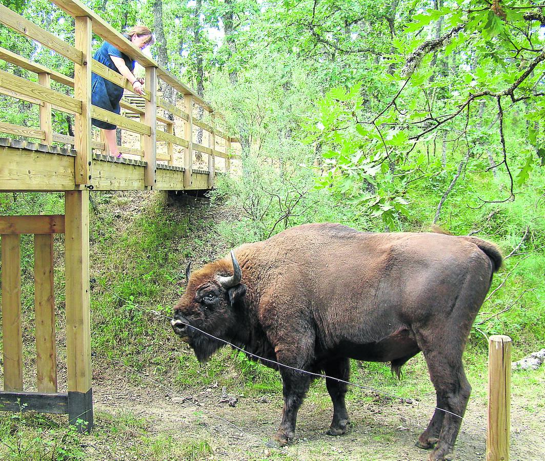 Los bisontes de San Cebrián de Mudá se consolidan como un atractivo turístico