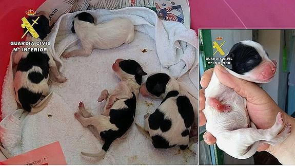 Imputado un hombre en Las Merindades por tirar cinco cachorros de perro a la basura