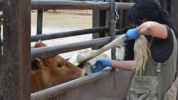 Investigan si cinco veterinarios dejaron mover reses de una explotación infectada