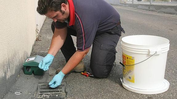 El Ayuntamiento de Valladolid fumiga 20 barrios contra las cucarachas