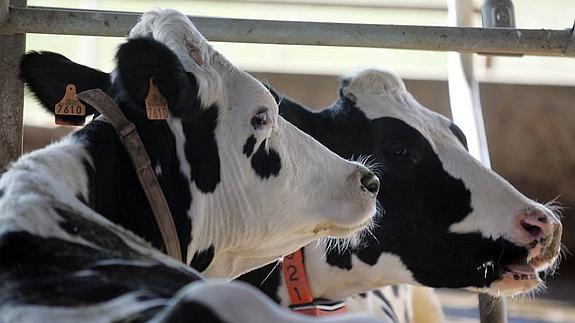 Los ganaderos de vacuno de leche iniciarán el próximo día 24 de agosto una 'Marcha blanca'