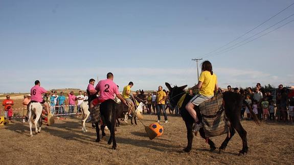 Benafarces se convierte en la capital mundial del burro-polo