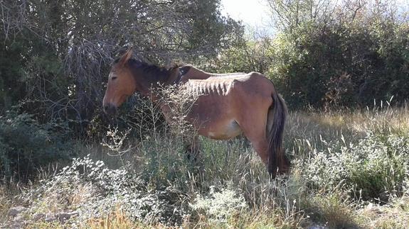 Denuncian el abandono de una veintena de caballos y burros en la Cañada Real Soriana
