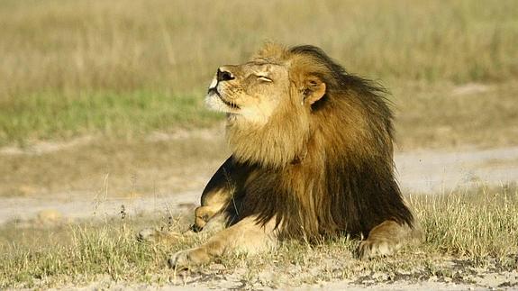Los cachorros del famoso Cecil, bajo vigilancia