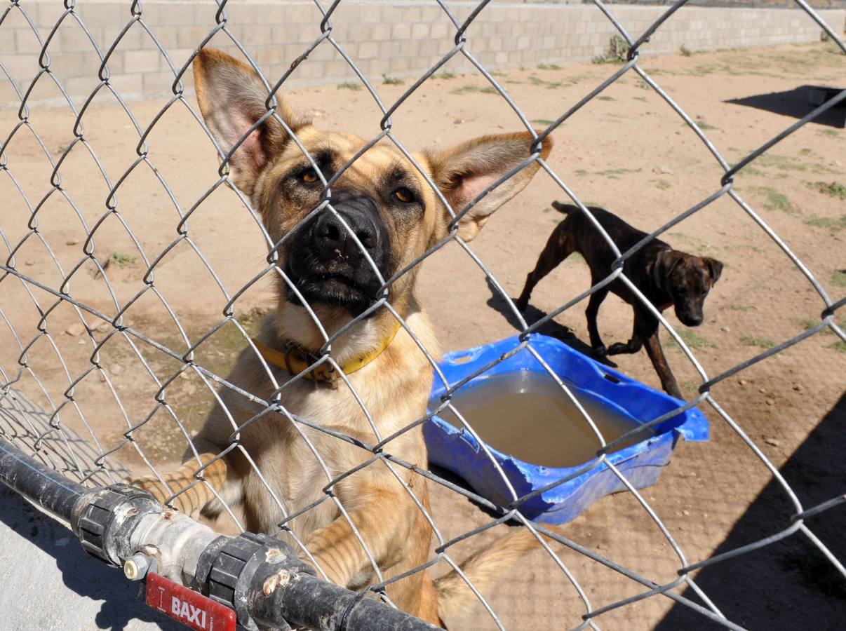 El Ayuntamiento de León pone en marcha una campaña contra el abandono de animales