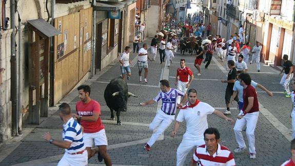 La ganadería de Manuel Blázquez y Rein abrirá este año los encierros de Cuéllar