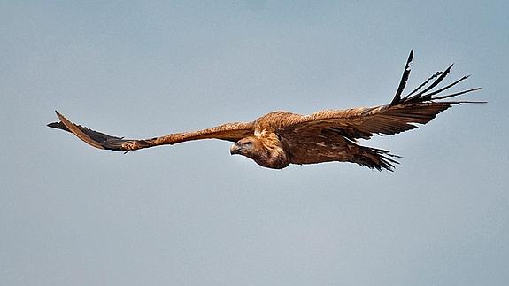 La declaración de interés comunitario del buitre leonado facilita su conservación