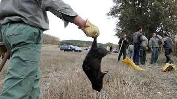 Ecologistas y protectoras de animales gallegas anuncian alegaciones contra la granja de cría de visones de Carracedelo