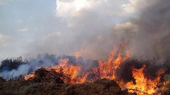 Los servicios de extinción trabajan en dos incendios en León y uno en Zamora