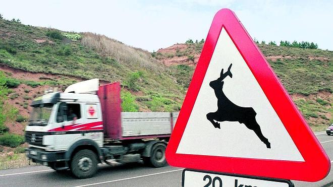 La fauna silvestre causa 5.200 siniestros de media anual en las vías de la región