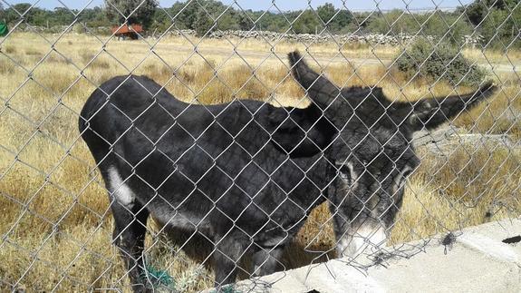 Los caballos y burros que vagaban por La Losa ya están con su dueño
