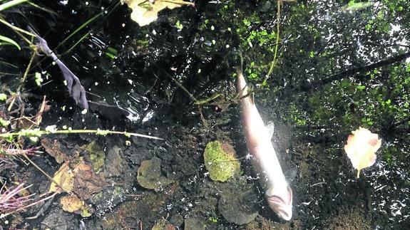 Los pescadores denuncian la muerte de truchas debido a la escasez de lluvias