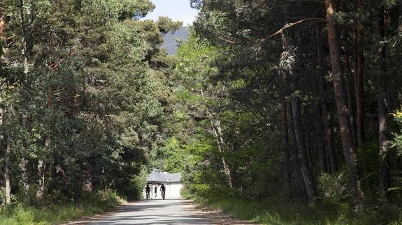 Un paseo didáctico descubre el entorno natural del monte de Valsaín