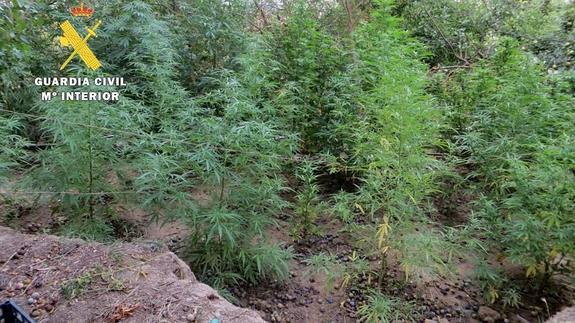 La Guardia Civil busca al propietario de 24 plantas de marihuana en la provincia de Burgos