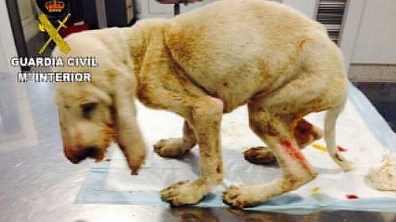 Imputan a un vecino de Palacios del Sil por maltrato a un perro que falleció