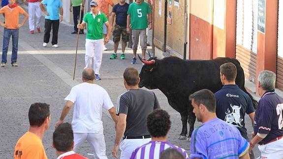 Muere un hombre corneado por un novillo en el primero de los encierros de Cuéllar