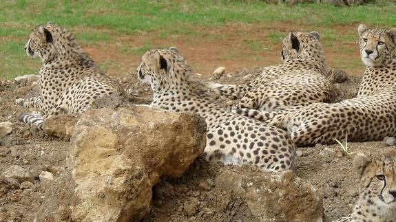 Animales en la intimidad en Cabárceno