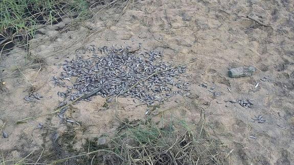 Una fisura en el azud del Tormes a la altura de Tejares provoca la muerte de peces