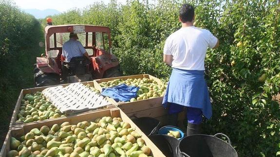 La Policía investiga el robo de cerca de 5.000 kilos de manzanas y peras