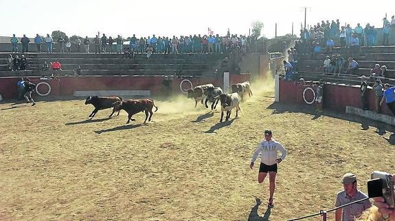 Los distintos actos taurinos protagonizan, un día más, las fiestas patronales de Pereña