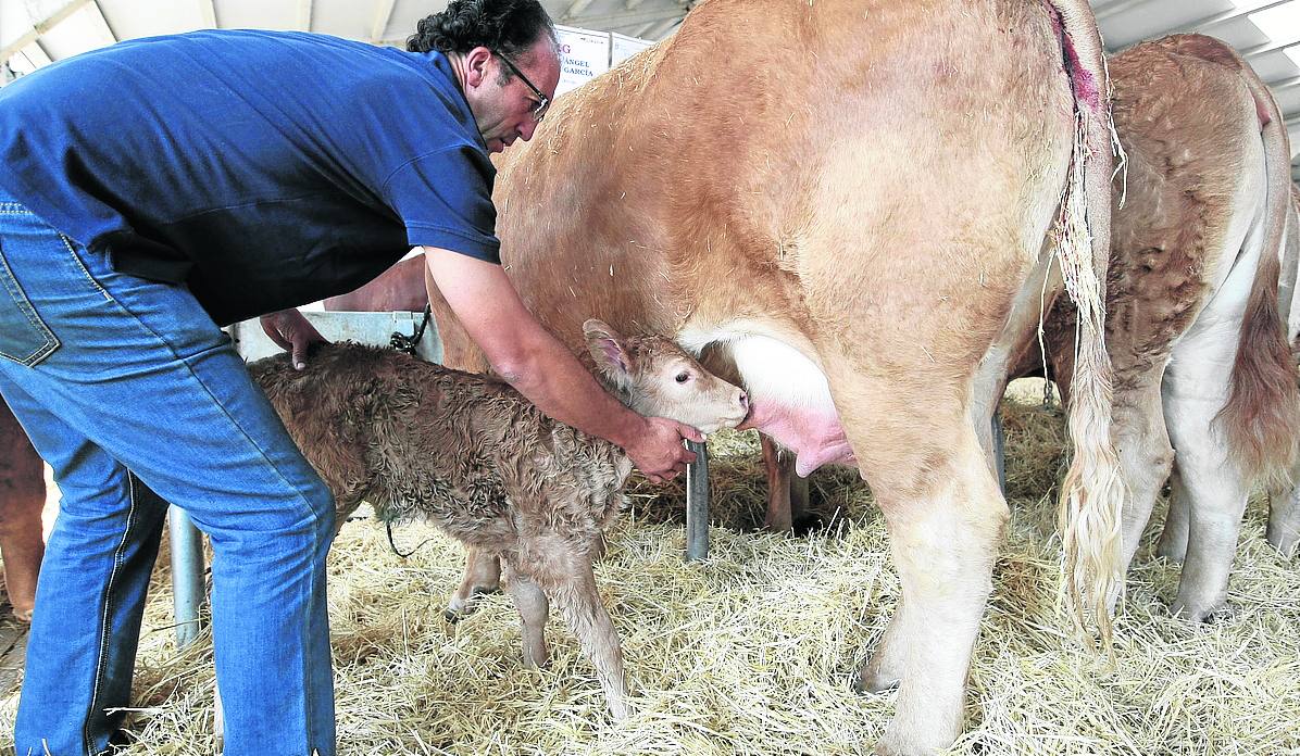 La Feria Agropecuaria se consolida