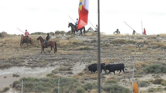 Denuncian la muerte por estrés de tres toros en los encierros de Cuéllar