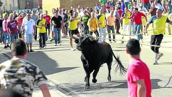 Los ecologistas solicitan al alcalde de Astudillo que suspenda el toro enmaromado