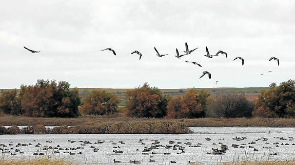 La Laguna de la Nava cumple 25 años como reclamo ornitológico y turístico