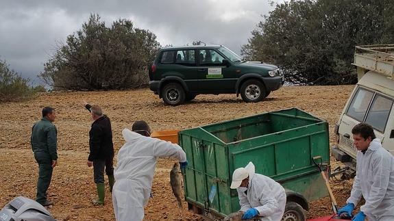 Continúa remitiendo la mortandad de carpas en el pantano de La Cuerda del Pozo