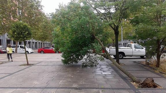 El 112 gestiona más de 230 avisos por incidencias relacionadas con el fuerte viento en Castilla y León