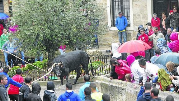 Astudillo pone el broche de oro a sus fiestas con el toro enmaromado