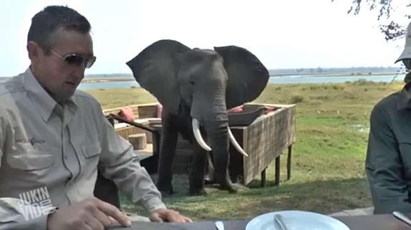 Un elefante embiste a dos turistas mientras comen