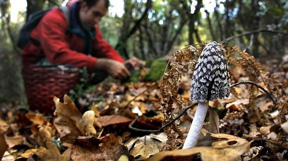 Los micólogos prevén un «inicio muy prometedor» en la temporada de setas