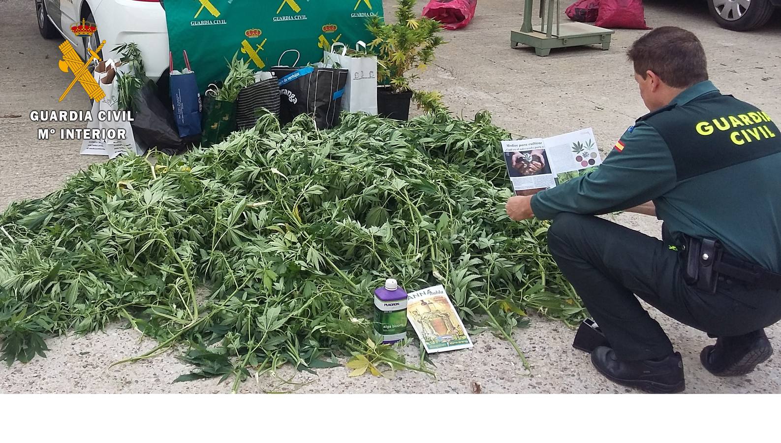 Localizadas 44 plantas de marihuana en Torquemada, Herrera, Villanuño y Villaprovedo
