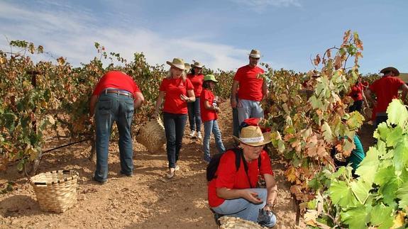 La bodega Condado de Haza lleva a cabo su segundo día de las Jornadas de la Vendimia
