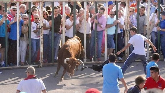 Remolcado en el encierro de Mojados un toro que se tumbó en mitad del recorrido