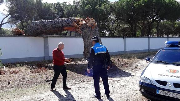 El Pinar de Antequera llora la pérdida de su ejemplar más longevo
