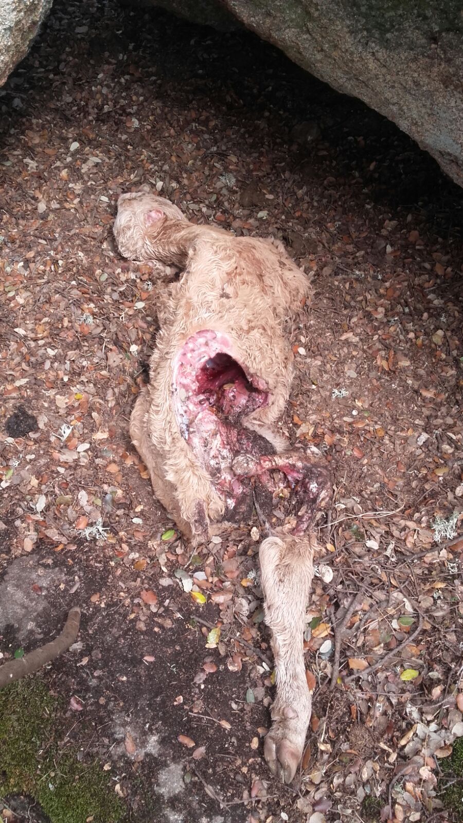 Una explotación ganadera de Arcillo de Sayago sufre dos ataques de lobo en una semana