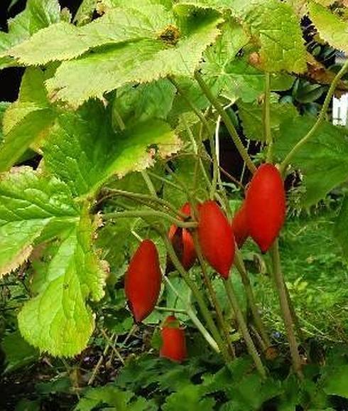 Una planta venenosa se convierte en arma contra el cáncer