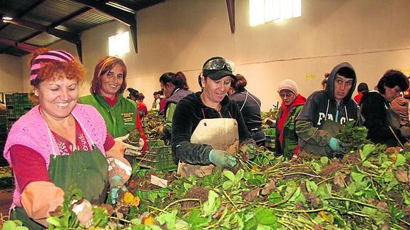 La provincia produce 500 millones de plantas de fresa