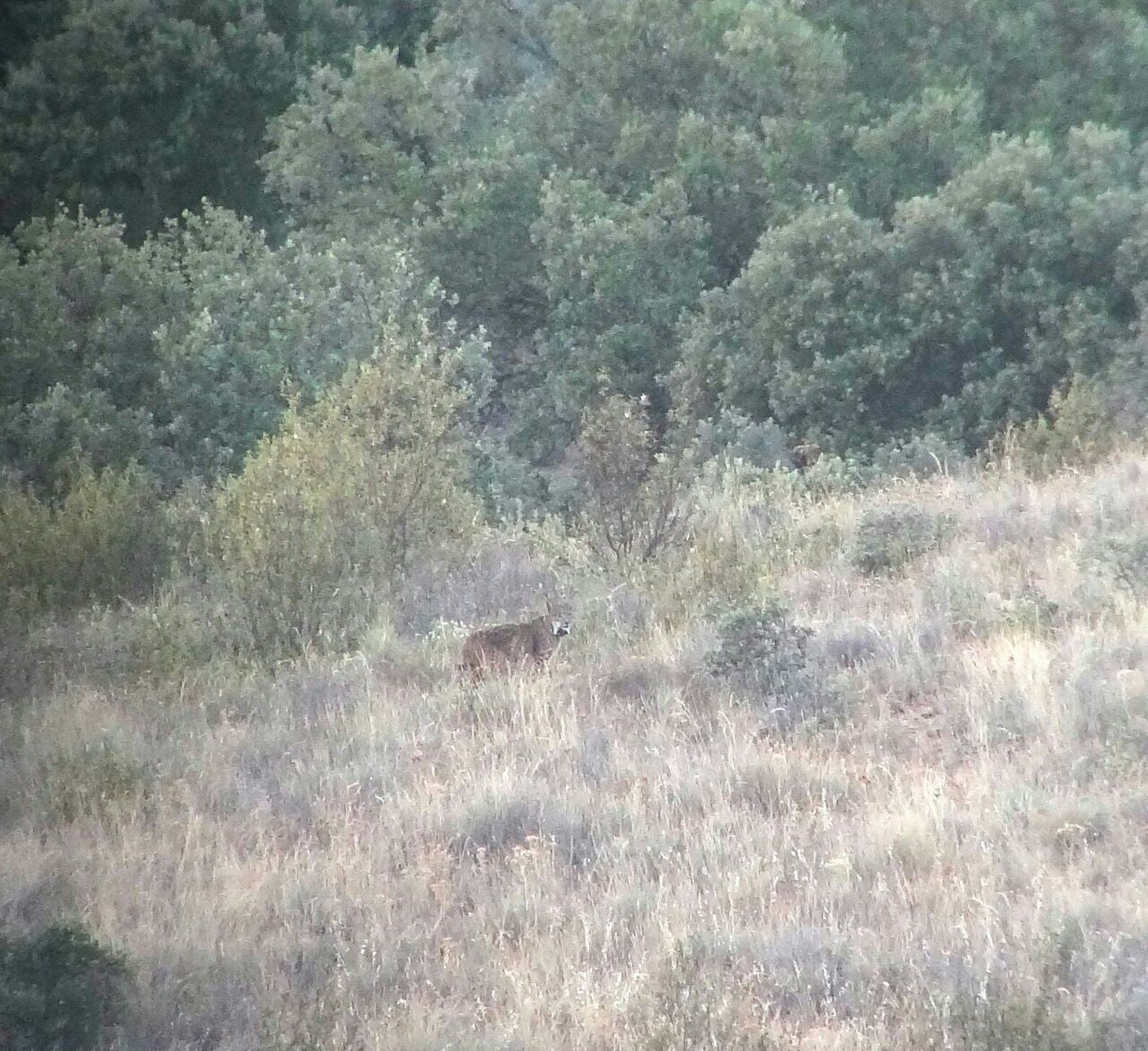 Un lince ibérico liberado en los Montes de Toledo recorre territorio zamorano desde julio